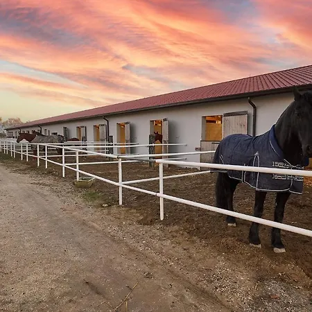 Brussa Horse Oasi