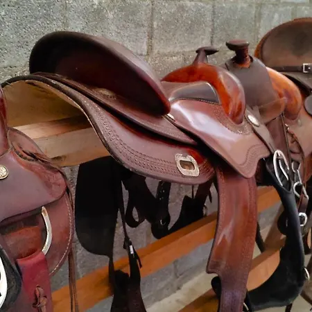 Brussa Horse Oasi